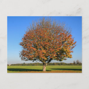 Carte postale de voyage d'arbre coloré élégant