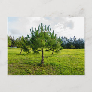 Carte postale de voyage d'arbre coloré élégant
