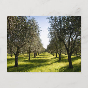Carte postale de voyage d'arbre coloré élégant