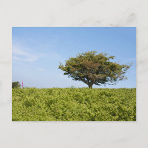 Carte postale de voyage d'arbre coloré élégant