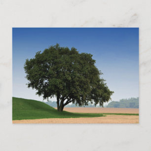 Carte postale de voyage d'arbre coloré élégant