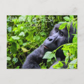Carte postale de voyage de la forêt de Bwindi, Oug (Devant)