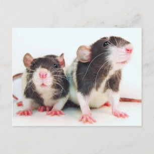 Carte Postale De vrais Rats pour femmes !