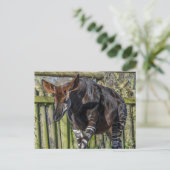 Carte postale de vue rapprochée d'un okapi (Debout devant)