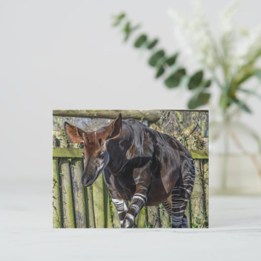 Carte postale de vue rapprochée d'un okapi (Debout devant)