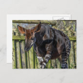 Carte postale de vue rapprochée d'un okapi (Devant / Derrière)