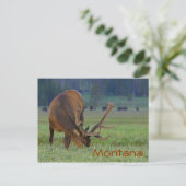 Carte postale de wapitis du Montana (Debout devant)