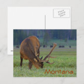 Carte postale de wapitis du Montana (Devant / Derrière)