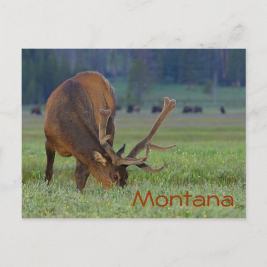 Carte postale de wapitis du Montana (Devant)