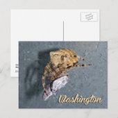 Carte postale de Washington, Araignée Gea (Devant / Derrière)