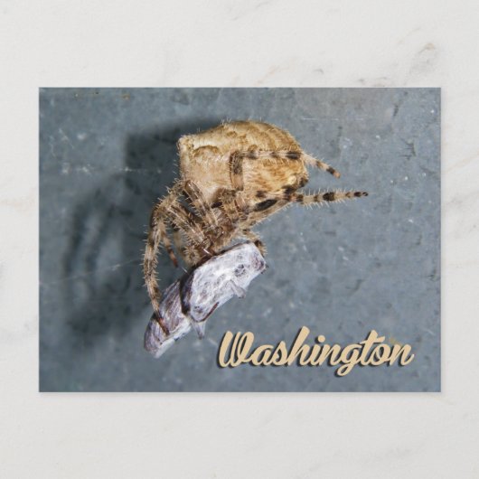 Carte postale de Washington, Araignée Gea (Devant)