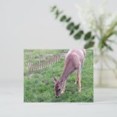 Carte postale de Washington, Cerf à queue blanche (Debout devant)