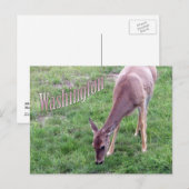 Carte postale de Washington, Cerf à queue blanche (Devant / Derrière)