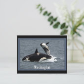 Carte postale de Washington Whales (Debout devant)