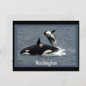 Carte postale de Washington Whales (Devant / Derrière)