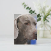 Carte postale de Weimaraner (Debout devant)