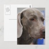 Carte postale de Weimaraner (Devant / Derrière)