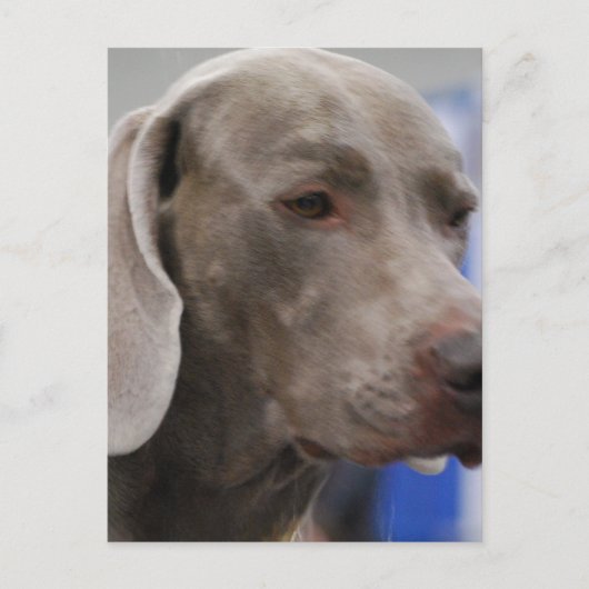 Carte postale de Weimaraner (Devant)