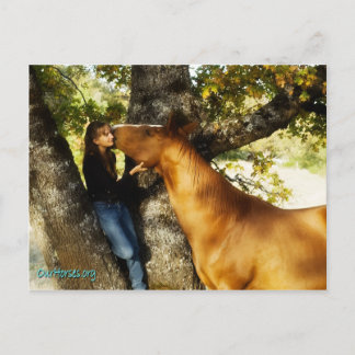 Carte postale de whisky Sundance