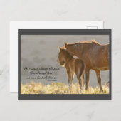 Carte postale de Wild Mustang (Devant / Derrière)