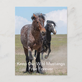 Carte postale de Wild Mustang