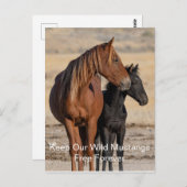 Carte postale de Wild Mustang (Devant / Derrière)