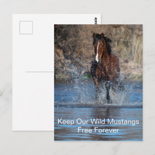 Carte postale de Wild Mustang (Devant / Derrière)