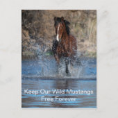 Carte postale de Wild Mustang (Devant)