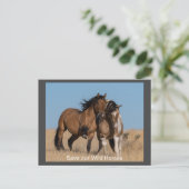 Carte postale de Wild Mustang (Debout devant)