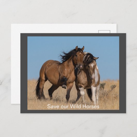 Carte postale de Wild Mustang (Devant / Derrière)