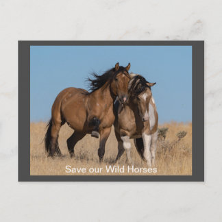 Carte postale de Wild Mustang