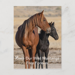 Carte postale de Wild Mustangs
