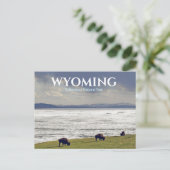 Carte postale de Yellowstone Parc national Bison B (Debout devant)