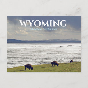 Carte postale de Yellowstone Parc national Bison B