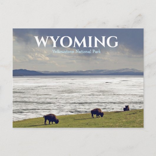 Carte postale de Yellowstone Parc national Bison B (Devant)
