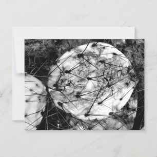 Carte Postale Dead Cactus