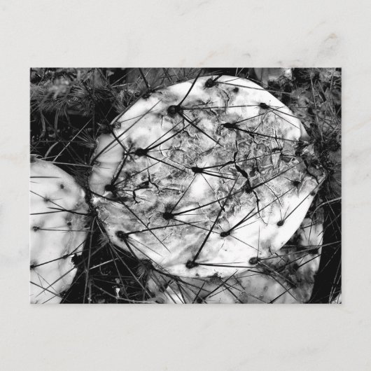 Carte Postale Dead Cactus (Devant)