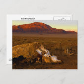 Carte Postale Dead Cow at Sunset Postcard (Devant / Derrière)