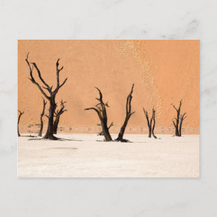 Carte Postale Dead Vlei, Namibie