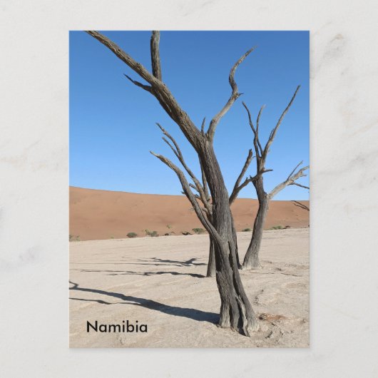 Carte postale Dead Vlei, Namibie (Devant)