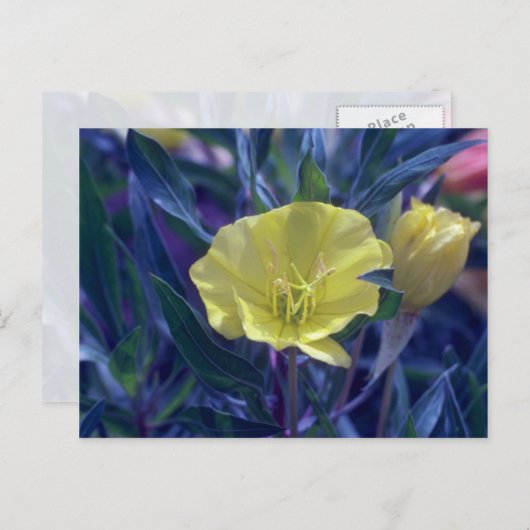 Carte Postale Débit jaune Ozark Sundrops (Oenothera Macrocarpa) (Devant / Derrière)