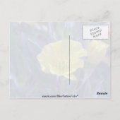 Carte Postale Débit jaune Ozark Sundrops (Oenothera Macrocarpa) (Dos)