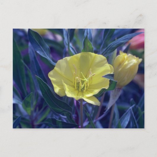 Carte Postale Débit jaune Ozark Sundrops (Oenothera Macrocarpa) (Devant)