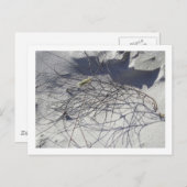 Carte Postale débris de plage (Devant / Derrière)