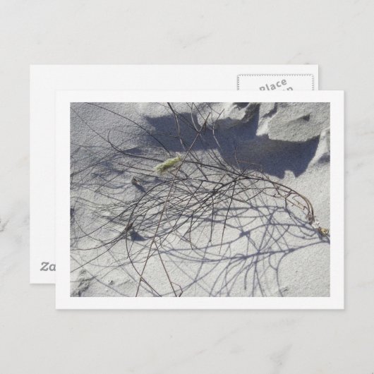 Carte Postale débris de plage (Devant / Derrière)