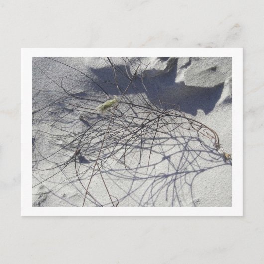 Carte Postale débris de plage (Devant)