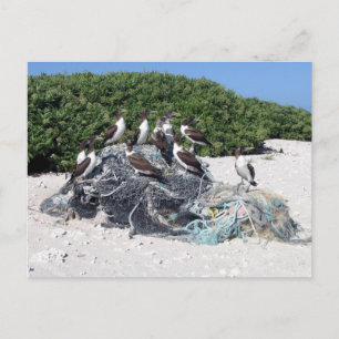 Carte Postale Débris de plage de Kure Atoll