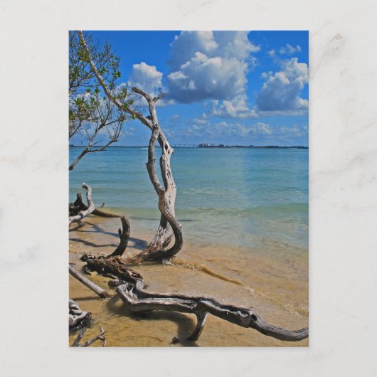 Carte Postale Débris pour Aveugle (Devant)