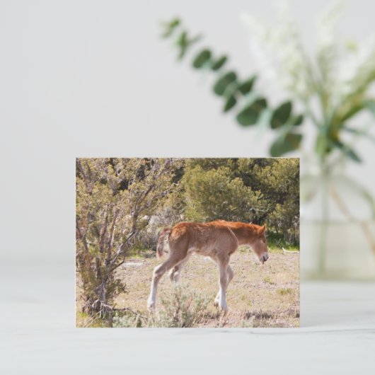 Carte Postale Début (Debout devant)