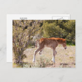 Carte Postale Début (Devant / Derrière)